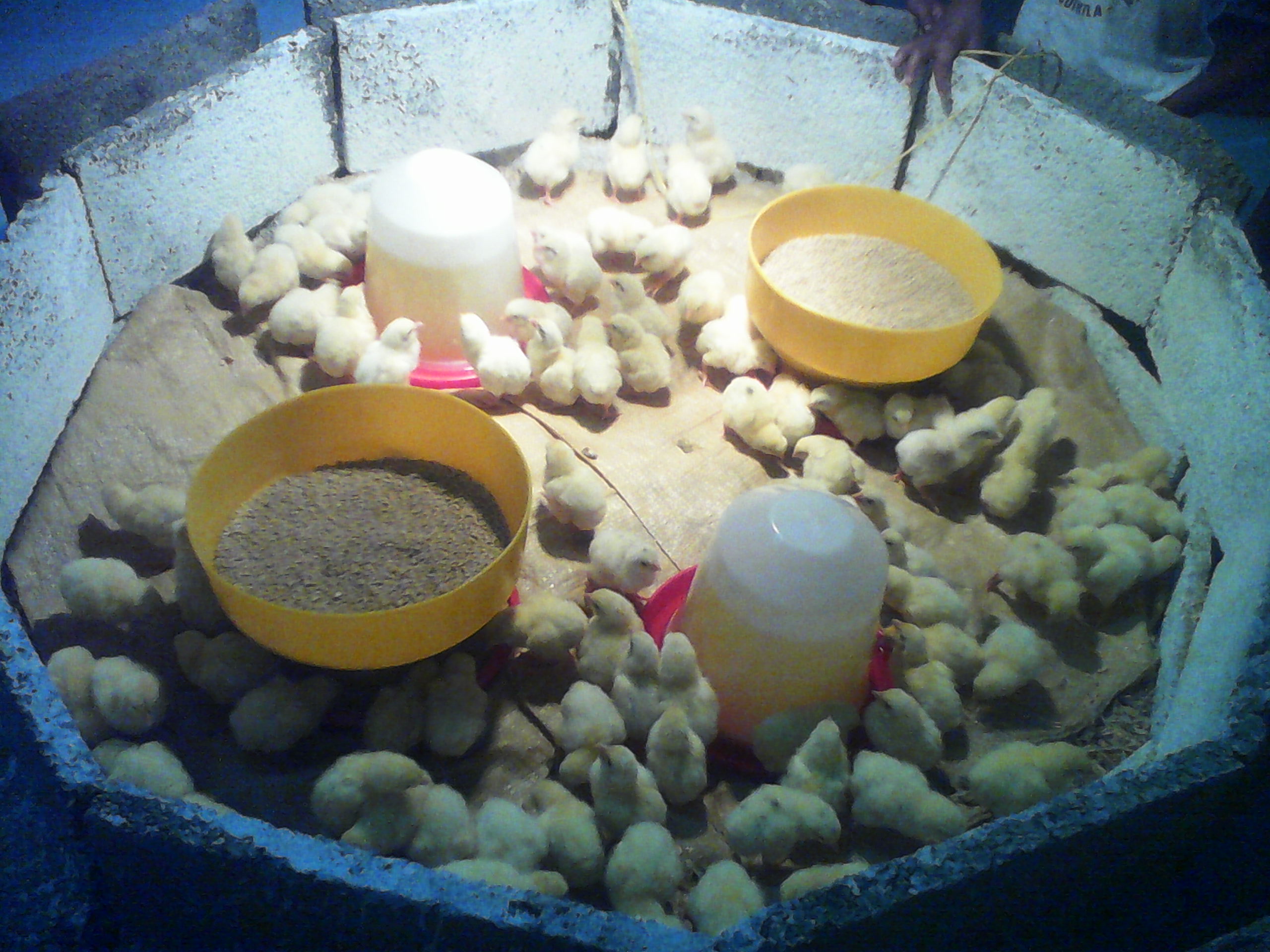 Allevamento di polli