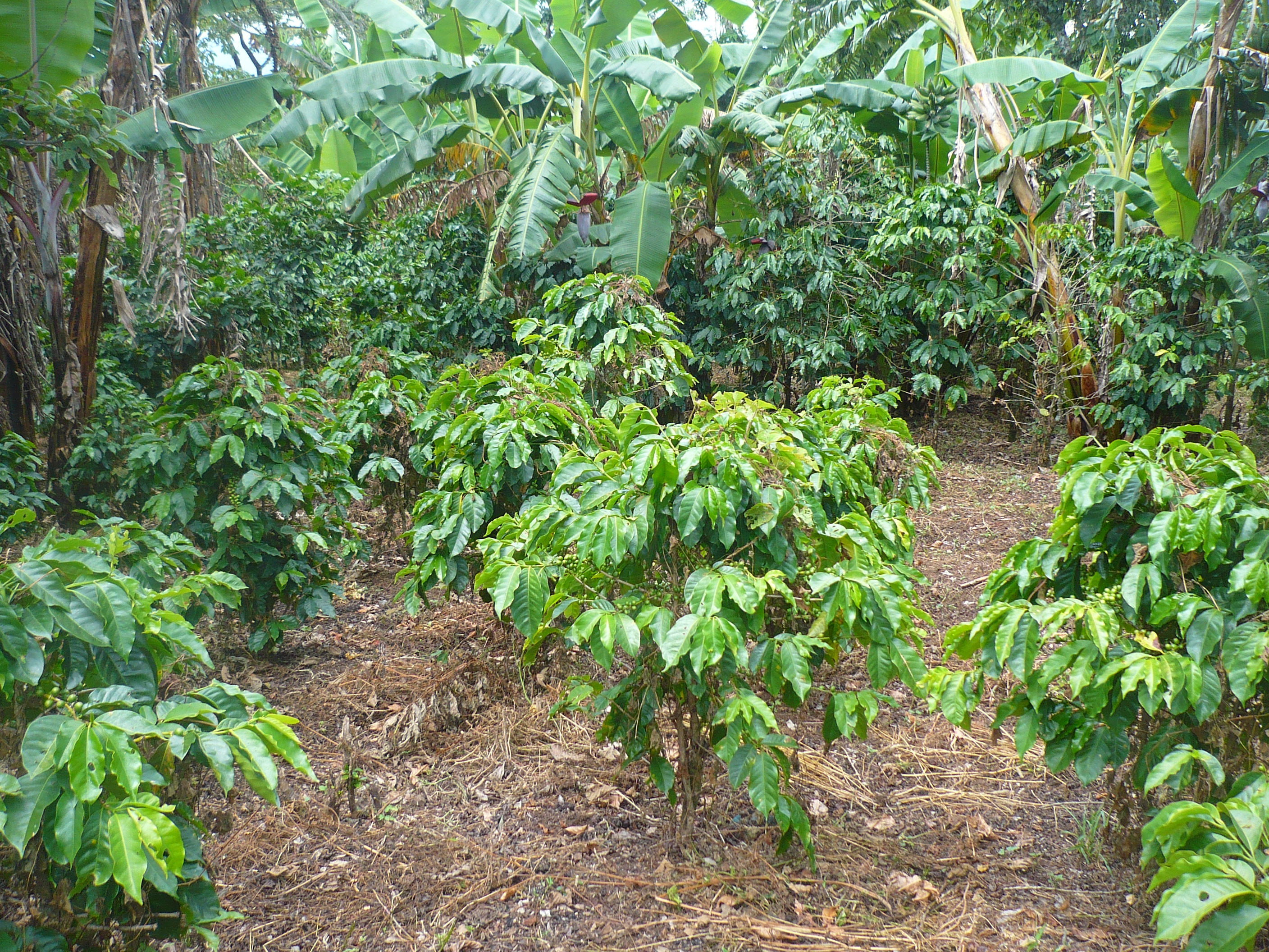 El Bosque